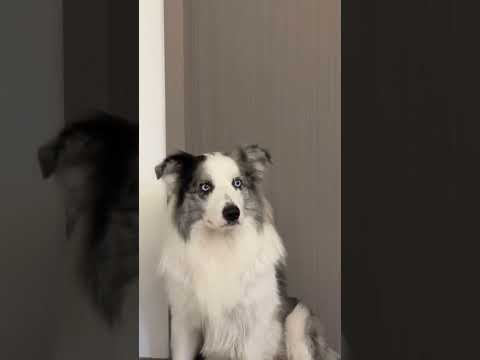 这个颜色挺好 我喜欢 #健身 #我和我的狗 #日常分享 #健身穿搭 #健身小白