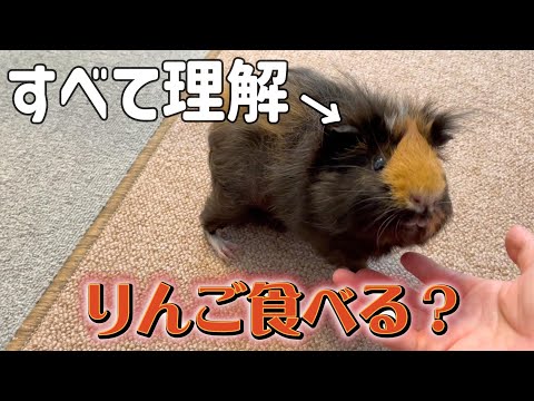 「食べる？」「プイ！」会話するモルモットがすごすぎた　The guinea pig understands human language and attempts to converse.