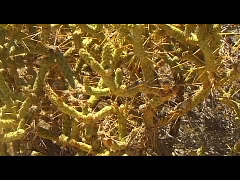 Joshua Tree Vacation Travel Video Guide - UC3o_gaqvLoPSRVMc2GmkDrg