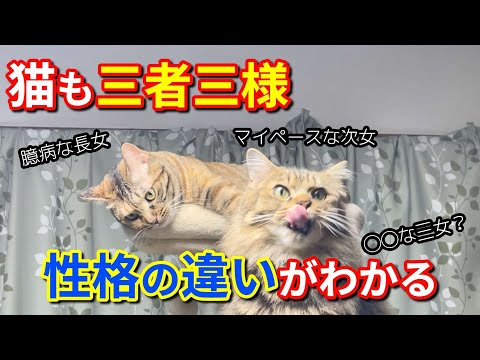 #282【保護猫】三匹も猫を飼っているとその性格の違いがよく見えて来ました3匹とも別々の性格がよく現れています