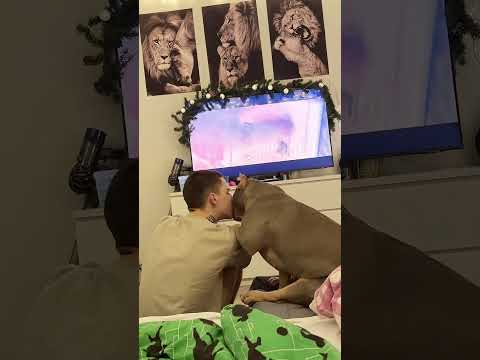 Dog and Boy Share a Movie Night Bonding Moment