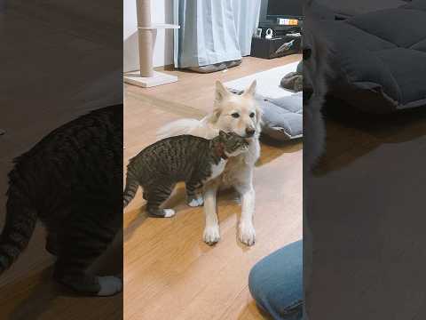猫「えへへ～犬成分チャージ」