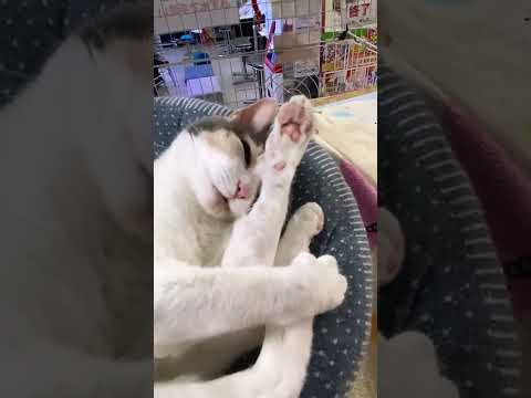 thumbnail_cehblUgf4go