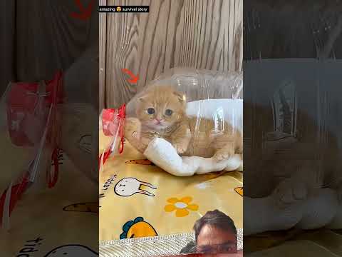 Ek Bottle Mein Zinda Billi n Kahani Zindagi Se Jung Ki