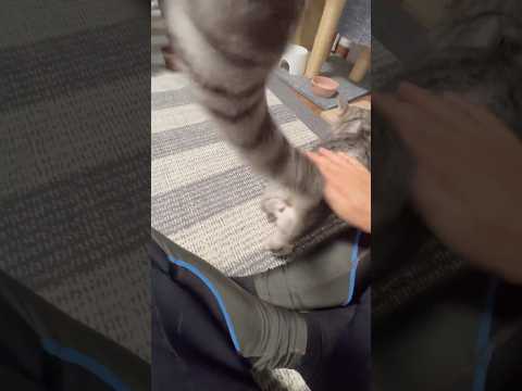 おしりポンポンでシッポビンビンの保護猫 #保護猫 #ねこのいる生活