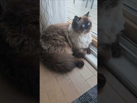 Yoga pants #cat #funnycats #yoga #comedy #shorts @LittleLove666 @dojacat