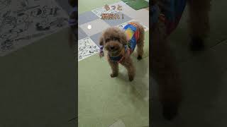 ＜保護犬 トイプードル＞#shorts  #dog #pets