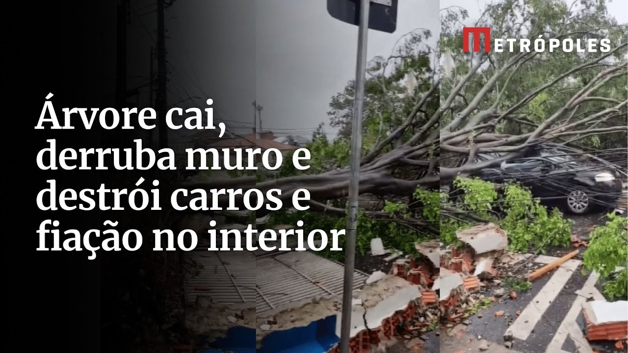 Vídeo árvore cai derruba muro e destrói carros e fiação no interior