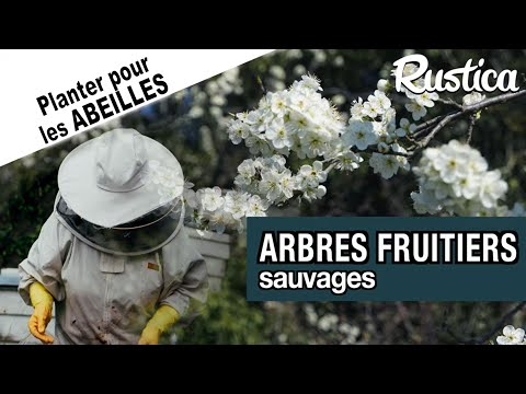 Des arbres fruitiers sauvages pour les abeilles et les oiseaux