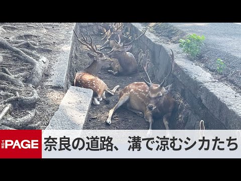 猛暑でシカたない？　奈良県庁前の道路溝で涼むシカ　奈良市で最高気温37.3度（2025年8月4日）