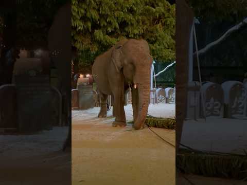 kotte kalu aliya - suratal raja #elephant #travel #wildlifeentertainment