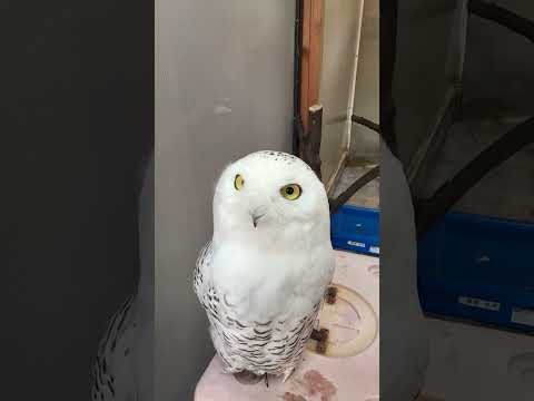 シロフクロウ のどどん！どアップ～　#shorts　#王子動物園