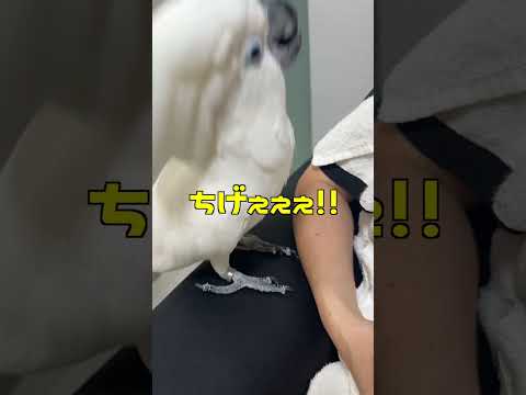 オウムの伝え方は「足ダン」という強引さ #shorts