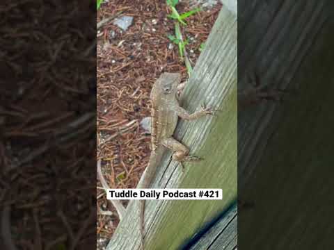 Tuddle Daily Podcast “Larry The Lizard”