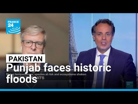 Climate threats: Rising temperatures, species at risk and ecosystems shaken • FRANCE 24 English