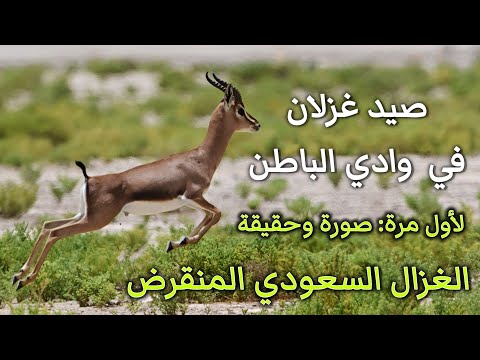 صيد الغزلان بوادي الباطن والدبدبة بجوار الصمان - لأول مرة: صورة ظبي العفري (الغزال السعودي المنقرض)!