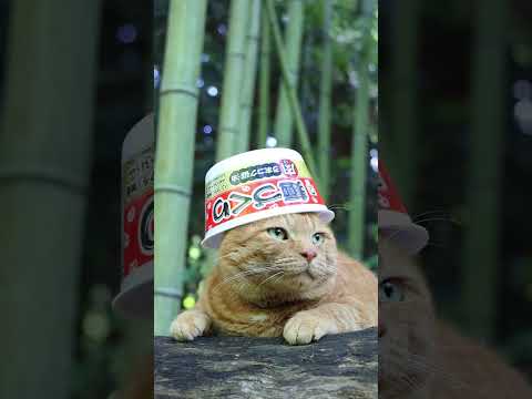 猫の動画サムネイル - 麺づくり　肉入りうまコク醤油　250623 #cat #cute #猫のいる暮らし #ねこ #ネコ #cutecat #猫のいる生活　#のせ猫　 #kitten