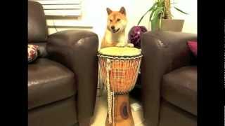 Elee the Shiba Inu playing djembe & other tricks - CRUFTS Factor