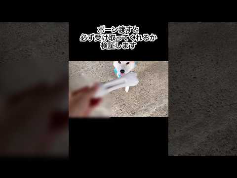 デンタルボーンが好きな柴犬たちに検証してみた結果。。。 #柴犬 #しばいぬ #柴犬のいる暮らし #shibainu