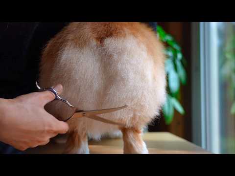 自家製「ふわもこ食パン」を全国にお届けした結果…🍞【コギケツ】