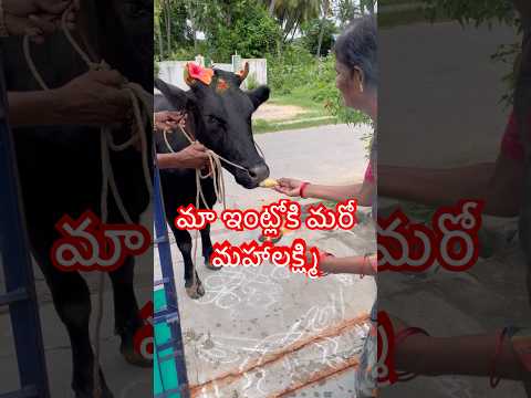 కొత్తగా HF ఆవును తీసుకున్నాము #cow #farmer #farming #villagelife #village #rurallife #ruralindia