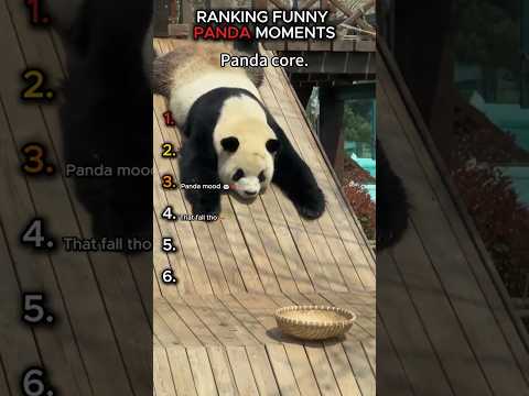 Pandas Being Silly Compilation 🐼✨ #shorts