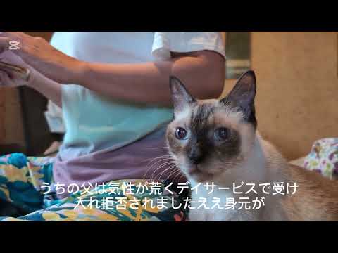 気軽に癒される猫のリラックス動画｜眠気を誘う癒しのひととき サムネイル