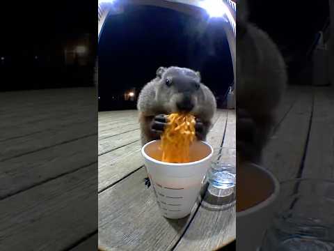 Spicy Noodle Challenge FAIL: Groundhog Screaming Meme! 🌶️🍜😱