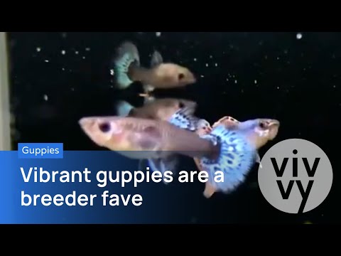 GUPPIES: Vibrant GUPPIES are a breeder fave Hardy and docile, guppies are easily recognizable by their long bodies and colorful tails, which are