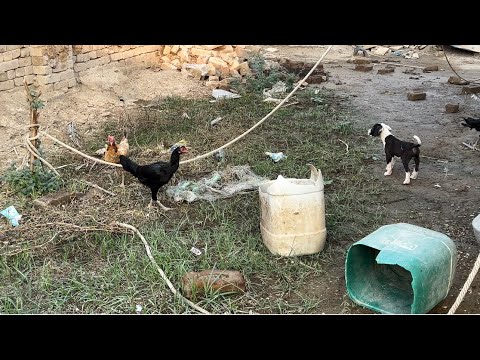 “Cuteness Overload: Fun Moments with My Puppy ”