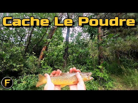 River Fishing - Cache Le Poudre