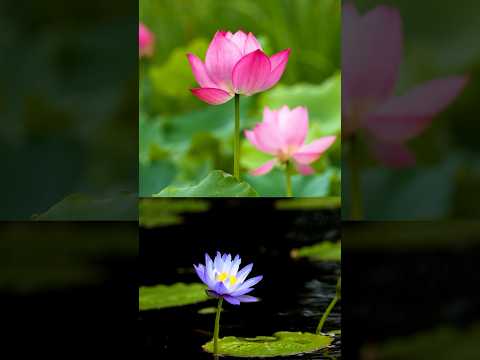Lotus vs Water Lily 🪷| कमल और नीलकमल की पूरी कहानी | पत्ते, फूल और फल का असली भेद