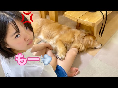 怒った姉を無視して火に油をそそいでしまう大型犬クッキー【ゴールデンレトリバーとミニチュアダックスフンド】