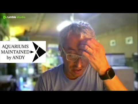 New fish Banggai cardinal aquarium chat New fish Banggai cardinal aquarium chat