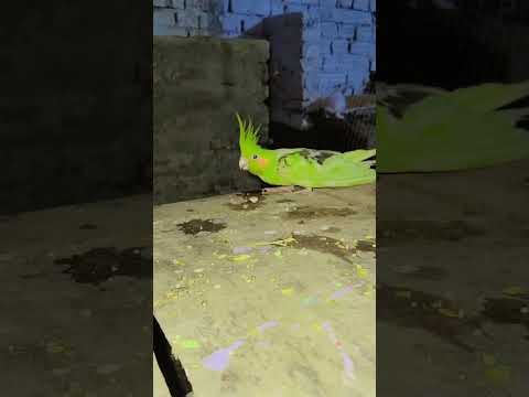 Yellow parrot #love #live