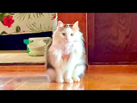 猫の動画サムネイル - 何があった！？モフ猫の胸毛に異常が。。