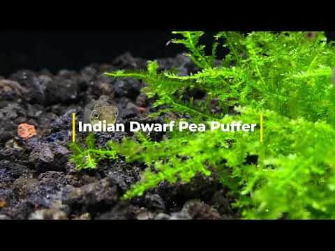 Indian Dwarf Pea Puffer 