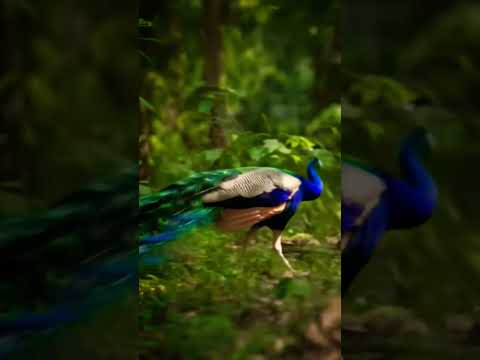 Deep in the lush green jungle, three majestic peacocks 🦚call out in harmony, #shorts