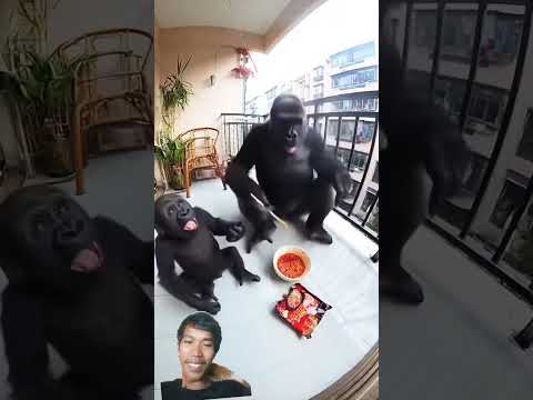makan mi#gorilla #indomiegorengpedas #funny #reels #youtubevideo #yt