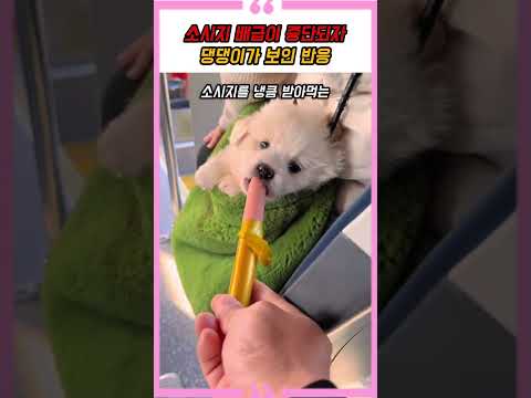 <strong>소시지</strong> 배급이 중단되자 댕댕이가 보인 반응
