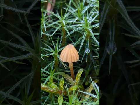 магия осеннего леса #лес #природа #осеньвлесу #грибы #мох