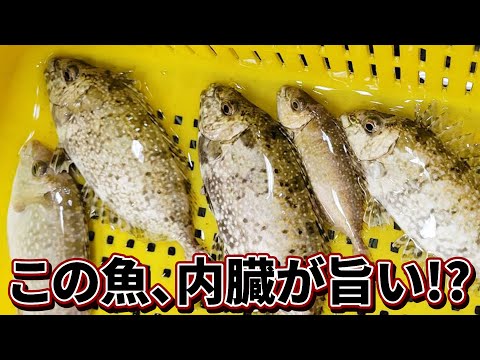 【激臭の魚！？】○○の内臓を美味しく食べる方法はこれだった‼️