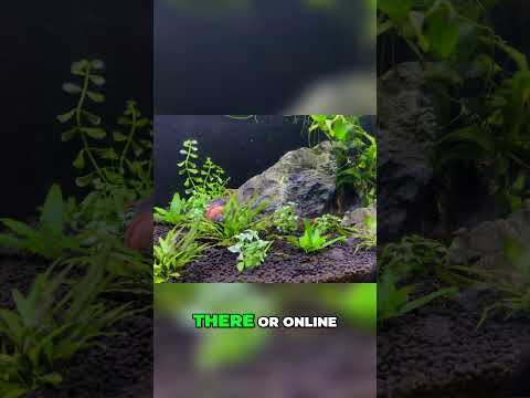 Easy Aquarium Plant_ Bacopa Where to Find it! #aquarium #aquascape #fishkeeping #fishtankcare #fishtank #fishkeepinghobby #fishkeeping #aquariumfi