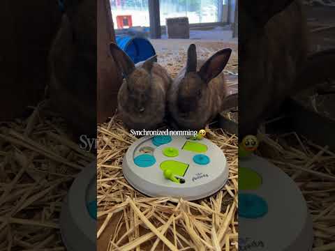 Do the sanctuary bunnies like their new donated puzzle toy? Reviews are mixed 😅.