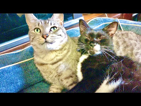白モフ毛猫の行方と見つけた感動の瞬間 サムネイル