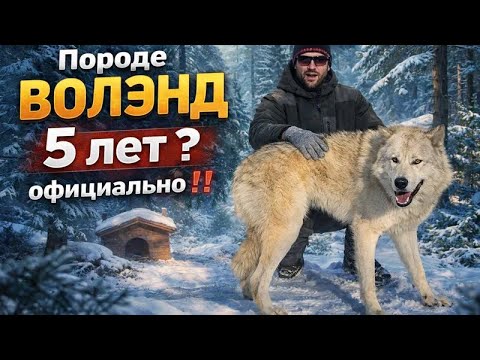 О таком я даже не мечтал 😱 Новая порода ВОЛЭНД, зеркальная дата регистрации ‼️