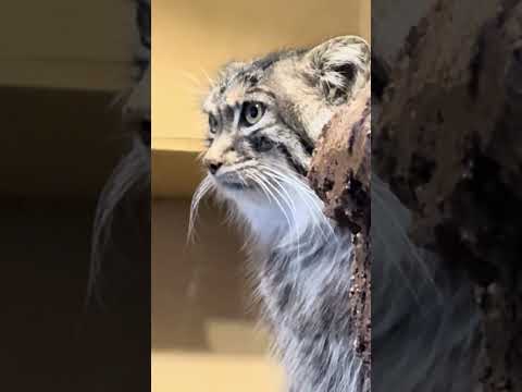 埼玉県こども動物自然公園のオリーヴァちゃん（マヌルネコ）の朝の様子【2025年9月】 サムネイル