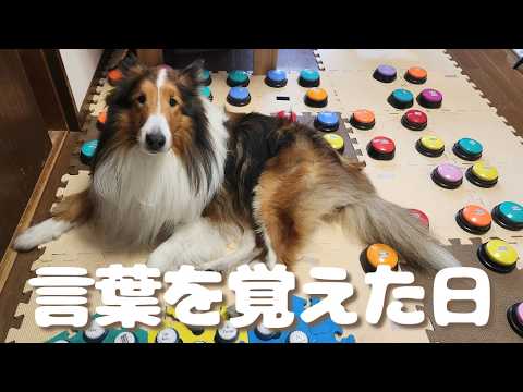 【実録】普通の犬が会話できるようになった理由【会話ボタンでしゃべる犬】  #犬  #ペット