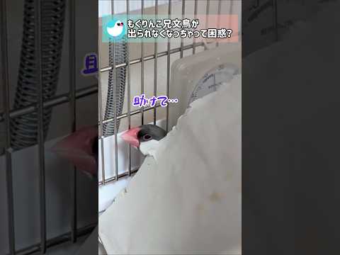 敷き紙の下から出られなくなった兄文鳥 #文鳥 #セキセイインコ #birds #shorts