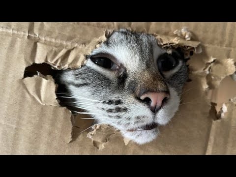 Funny animals - Funny cats / dogs - Funny animal videos / Best videos of May 2022 - UCcnThqTwvub5ykbII9WkR5g